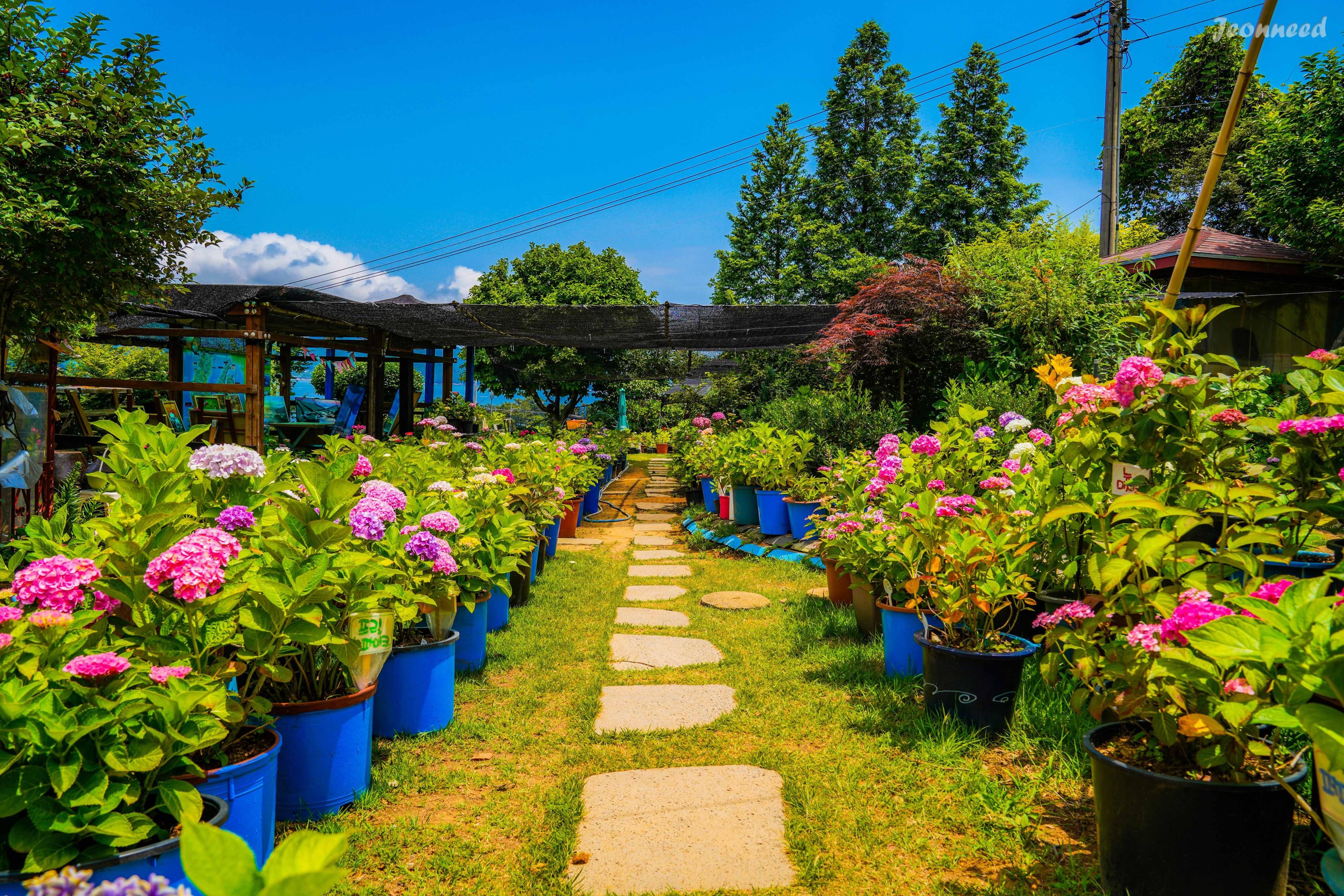 남해꽃마루 수국농원